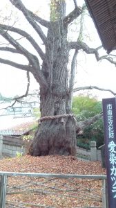 愛染かつらの木