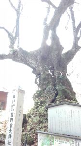 しなの木