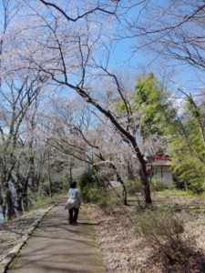 桜並木の中で鳥のさえずりを聴く