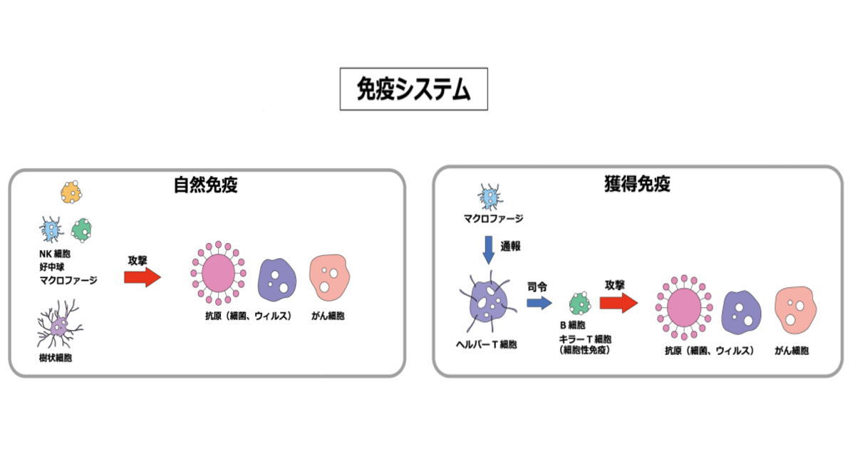 免疫システム